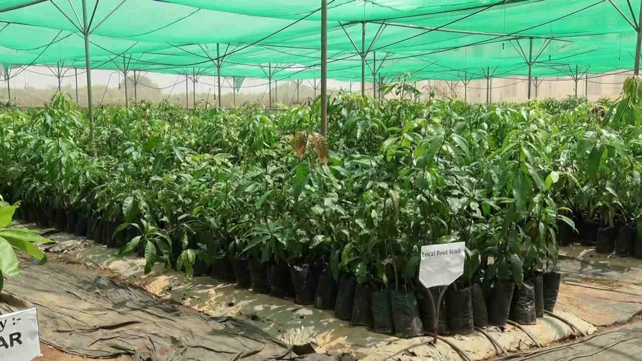 Foreign Mango Revolution in Kolar Research of new varieties of mango in kolar mango center 