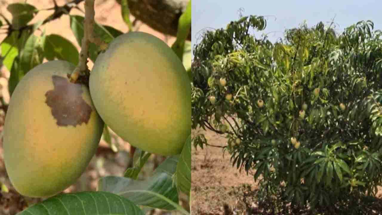 Ramanagara: ಬೆಳೆನಾಶಕ್ಕೆ ಹವಾಮಾನ ವೈಪರಿತ್ಯವೇ ಕಾರಣ: ಬಿರು ಬಿಸಿಲಿಗೆ 400 ಕೋಟಿ ರೂ ಮೌಲ್ಯದ ಮಾವು ಬೆಳೆ ನಾಶ Ramanagara: ಬೆಳೆನಾಶಕ್ಕೆ ಹವಾಮಾನ ವೈಪರಿತ್ಯವೇ ಕಾರಣ: ಬಿರು ಬಿಸಿಲಿಗೆ 400 ಕೋಟಿ ರೂ ಮೌಲ್ಯದ ಮಾವು ಬೆಳೆ ನಾಶ