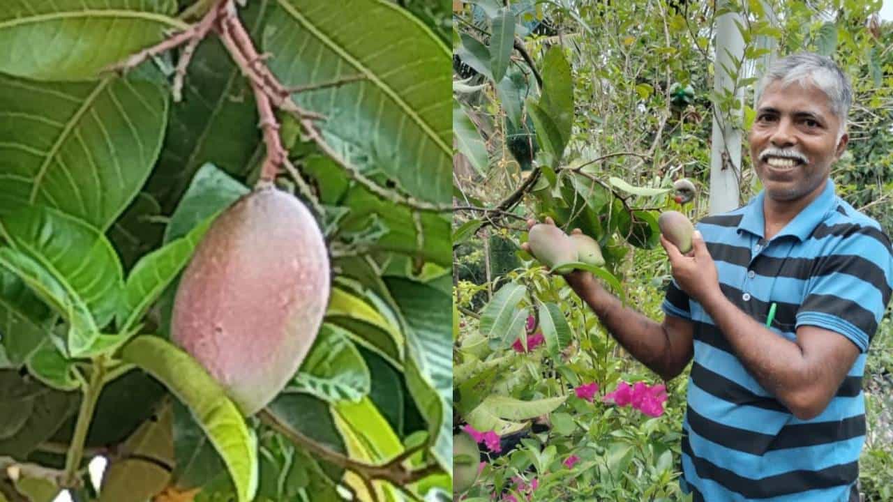 ಟೆರೇಸ್ ಮೇಲೆ ನೆಟ್ಟಿದ್ದ ಮಾವಿನ ಗಿಡದಿಂದ ಭರ್ಜರಿ ಆದಾಯ; ಕೆ.ಜಿಗೆ ಲಕ್ಷಕ್ಕೂ ಅಧಿಕ ಬೆಲೆ ಟೆರೇಸ್ ಮೇಲೆ ನೆಟ್ಟಿದ್ದ ಮಾವಿನ ಗಿಡದಿಂದ ಭರ್ಜರಿ ಆದಾಯ; ಕೆ.ಜಿಗೆ ಲಕ್ಷಕ್ಕೂ ಅಧಿಕ ಬೆಲೆ