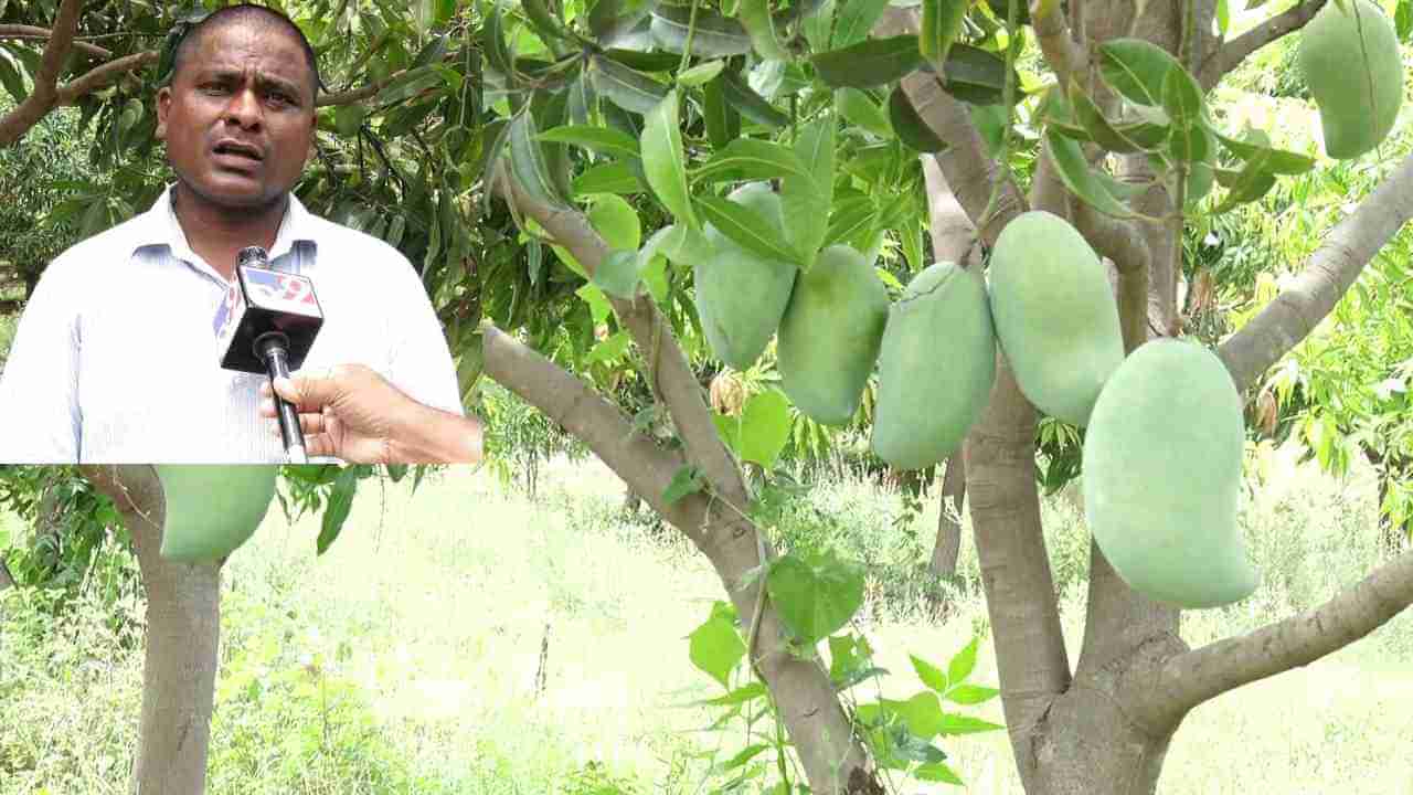 ರಾಯಚೂರು; ಬರದಲ್ಲೂ ಬಿಸಿಲು ನಾಡಲ್ಲಿ ಮಾವು ಬೆಳೆದ ರೈತ, ದಲ್ಲಾಳಿಗಳ ಸಹಾಯವಿಲ್ಲದೆ ಭರ್ಜರಿ ಲಾಭ