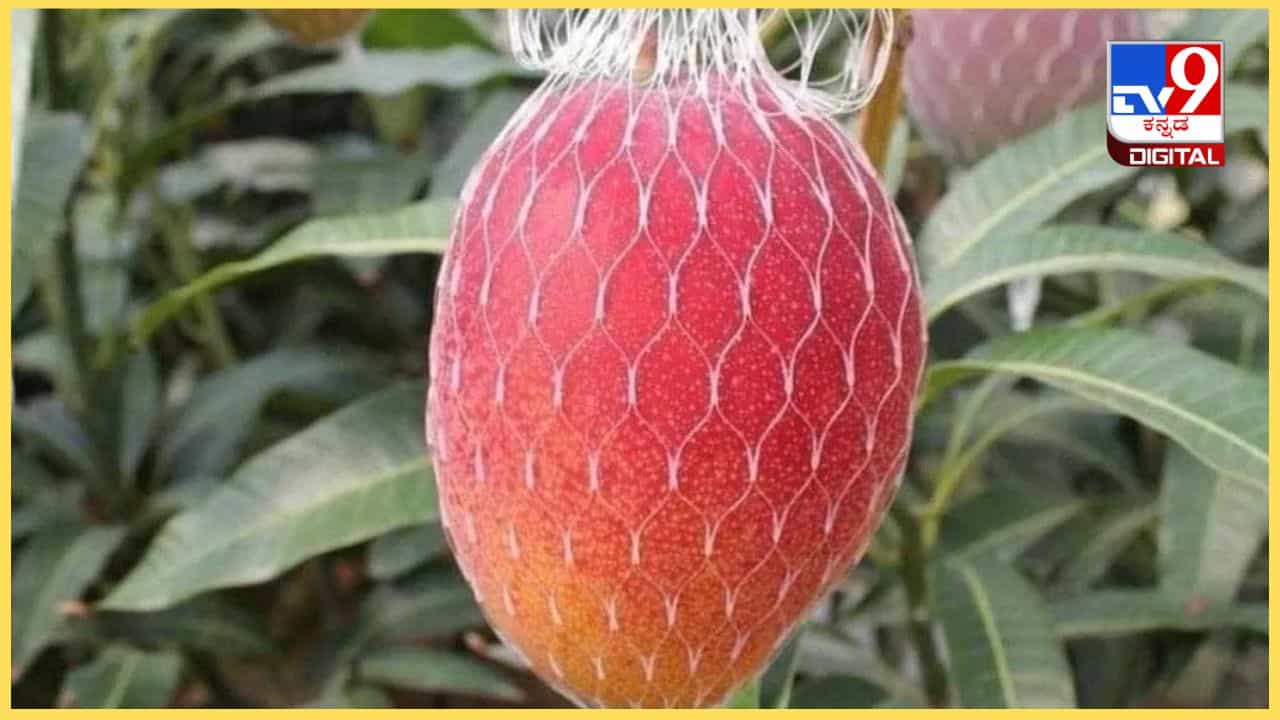 Miyazaki Mango: ಧಾರವಾಡ ಮಾವು ಮೇಳ, ಮಿಯಾಜಾಕಿ ಮಾವಿನ ಹಣ್ಣೊಂದರ ಬೆಲೆ ಬರೋಬ್ಬರಿ 10 ಸಾವಿರ ರೂ!
