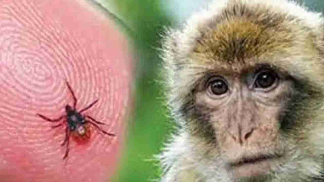 Monkey disease: ಉತ್ತರ ಕನ್ನಡ ಜಿಲ್ಲೆಯಲ್ಲಿ ಶತಕ ದಾಟಿದ ಮಂಗನ ಕಾಯಿಲೆ ಪ್ರಕರಣಗಳು