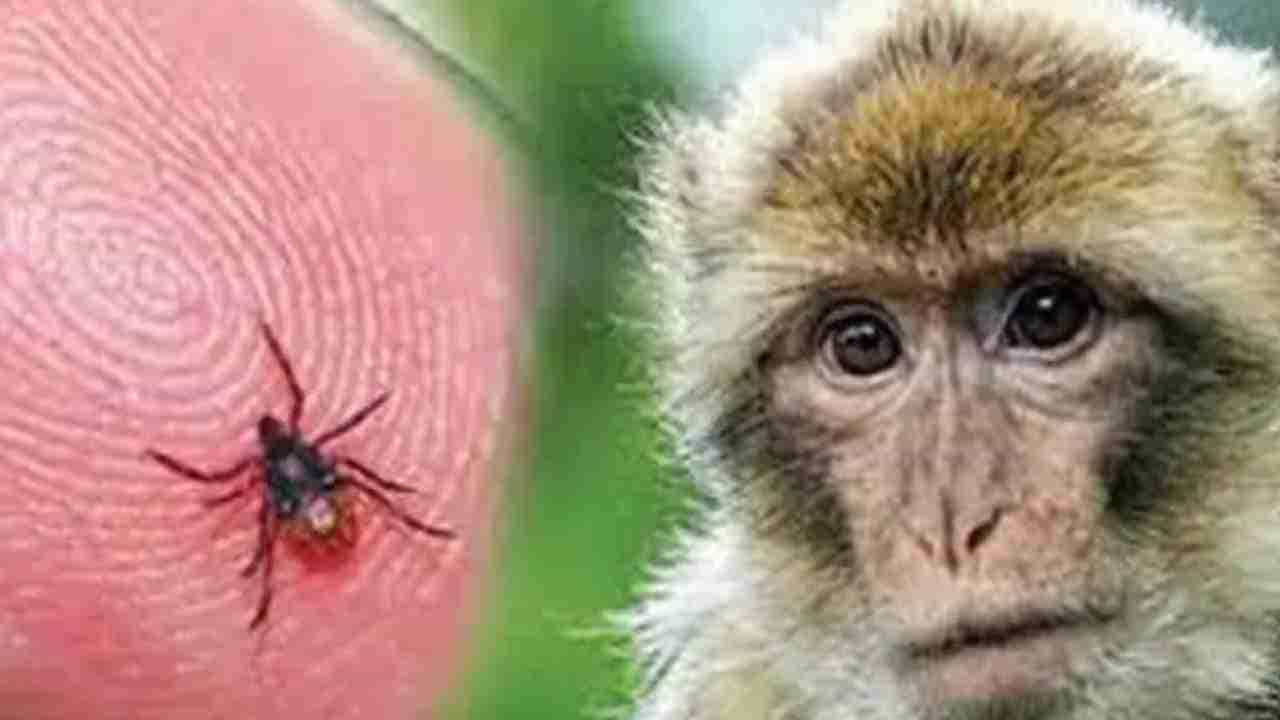 Monkey disease: ಉತ್ತರ ಕನ್ನಡ ಜಿಲ್ಲೆಯಲ್ಲಿ ಶತಕ ದಾಟಿದ ಮಂಗನ ಕಾಯಿಲೆ ಪ್ರಕರಣಗಳು Monkey disease: ಉತ್ತರ ಕನ್ನಡ ಜಿಲ್ಲೆಯಲ್ಲಿ ಶತಕ ದಾಟಿದ ಮಂಗನ ಕಾಯಿಲೆ ಪ್ರಕರಣಗಳು