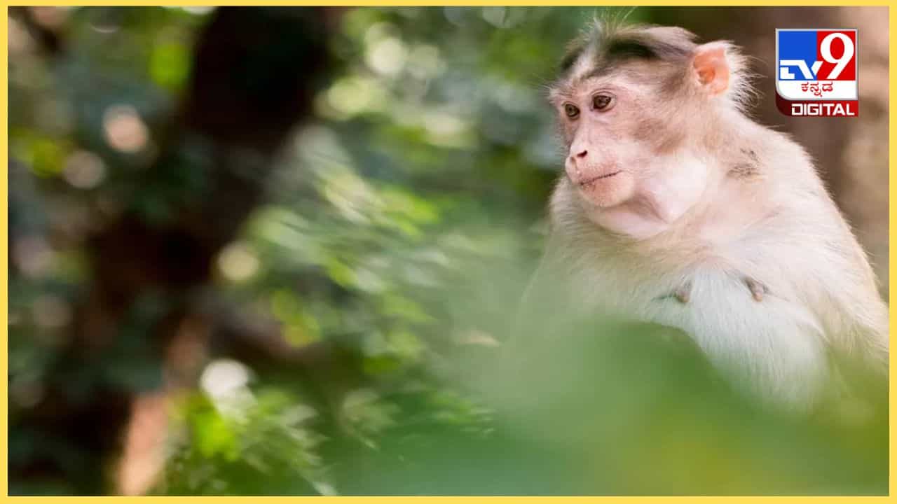 Monkeypox: ಮಂಗನ ಕಾಯಿಲೆಗೆ ಸಿದ್ದಾಪುರದ ಬಾಲಕಿ ಬಲಿ Monkeypox: ಮಂಗನ ಕಾಯಿಲೆಗೆ ಸಿದ್ದಾಪುರದ ಬಾಲಕಿ ಬಲಿ
