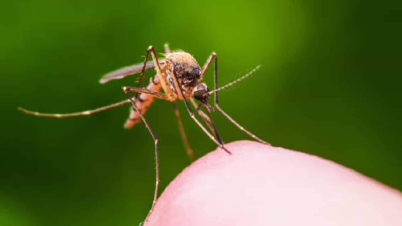 West Nile Fever: ಕೇರಳದಲ್ಲಿ ಐವರಿಗೆ ವೆಸ್ಟ್ ನೈಲ್ ಜ್ವರ ಪತ್ತೆ