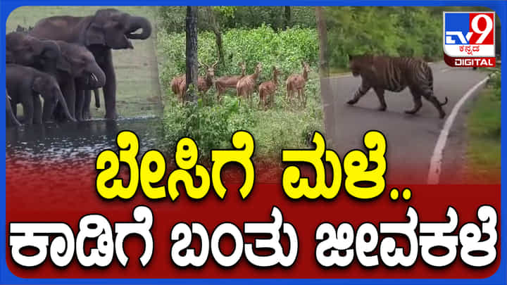 ನಾಗರಹೊಳೆ ಅಭಯಾರಣ್ಯಕ್ಕೆ ಬಂತು ಜೀವ ಕಳೆ, ಪ್ರಾಣಿಗಳ ಬಿಂದಾಸ್ ಓಡಾಟ ವಿಡಿಯೋ ನೋಡಿ ನಾಗರಹೊಳೆ ಅಭಯಾರಣ್ಯಕ್ಕೆ ಬಂತು ಜೀವ ಕಳೆ, ಪ್ರಾಣಿಗಳ ಬಿಂದಾಸ್ ಓಡಾಟ ವಿಡಿಯೋ ನೋಡಿ