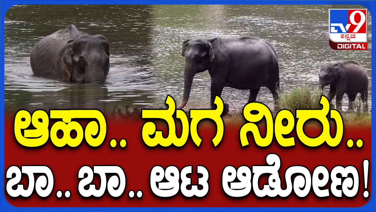 ಮೈಸೂರು ಜಿಲ್ಲೆಯಾದ್ಯಂತ ಉತ್ತಮ ಮಳೆ: ಕೆರೆಯಲ್ಲಿ ಆನೆಗಳ ಜಲಕ್ರೀಡೆ