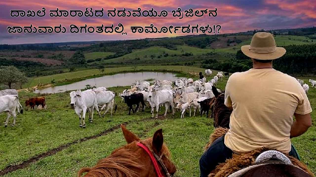 ನೆಲ್ಲೂರು ಮೂಲದ ಹಸು 36 ಕೋಟಿಗೆ ಮಾರಾಟವಾಯ್ತು! ಯಾಕೆ ಗೊತ್ತಾ? ಇಲ್ಲಿದೆ ಪೈಸಾ ವಸೂಲ್ ಕಹಾನಿ