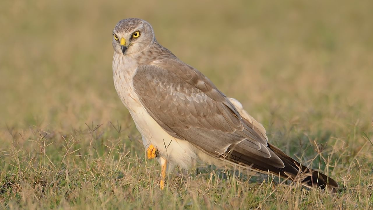 Palid Harrier