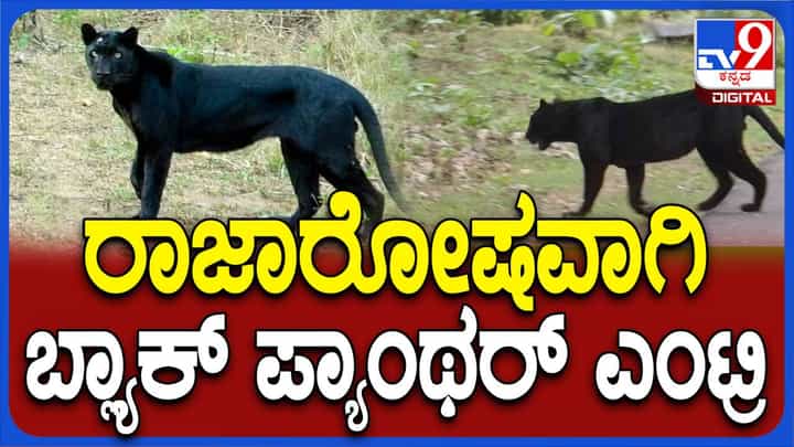 ವಿನಾಶದ ಅಂಚಿನಲ್ಲಿರುವ ಕಪ್ಪು ಚಿರತೆ ನಾಗರಹೊಳೆ ಅಭಯಾರಣ್ಯದಲ್ಲಿ ಪ್ರತ್ಯಕ್ಷ, ಕೆಮೆರಾದಲ್ಲಿ ಸೆರೆ! ವಿನಾಶದ ಅಂಚಿನಲ್ಲಿರುವ ಕಪ್ಪು ಚಿರತೆ ನಾಗರಹೊಳೆ ಅಭಯಾರಣ್ಯದಲ್ಲಿ ಪ್ರತ್ಯಕ್ಷ, ಕೆಮೆರಾದಲ್ಲಿ ಸೆರೆ!