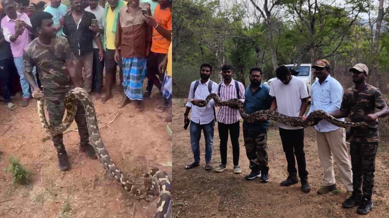 ಮೇಕೆ ಮರಿ ತಿನ್ನಲು ಬಂದಿದ್ದ 11 ಅಡಿ ಉದ್ದದ ಬೃಹತ್ ಹೆಬ್ಬಾವು ರಕ್ಷಣೆ, ನಿಟ್ಟುಸಿರು ಬಿಟ್ಟ ಸ್ಥಳೀಯರು ಮೇಕೆ ಮರಿ ತಿನ್ನಲು ಬಂದಿದ್ದ 11 ಅಡಿ ಉದ್ದದ ಬೃಹತ್ ಹೆಬ್ಬಾವು ರಕ್ಷಣೆ, ನಿಟ್ಟುಸಿರು ಬಿಟ್ಟ ಸ್ಥಳೀಯರು