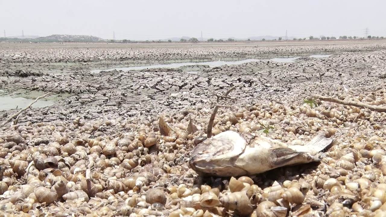 Raichur news 400 acre lake dried up due to drought, hundreds of fish killed