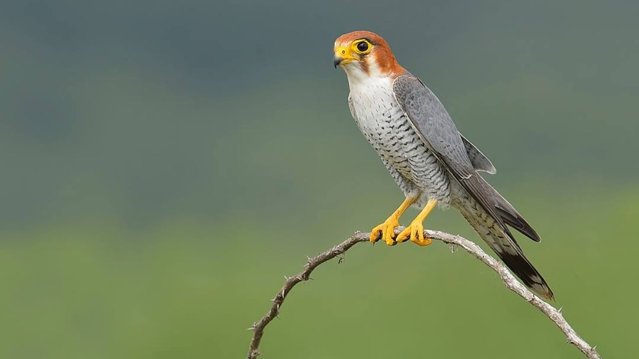 Red Necked Falcon