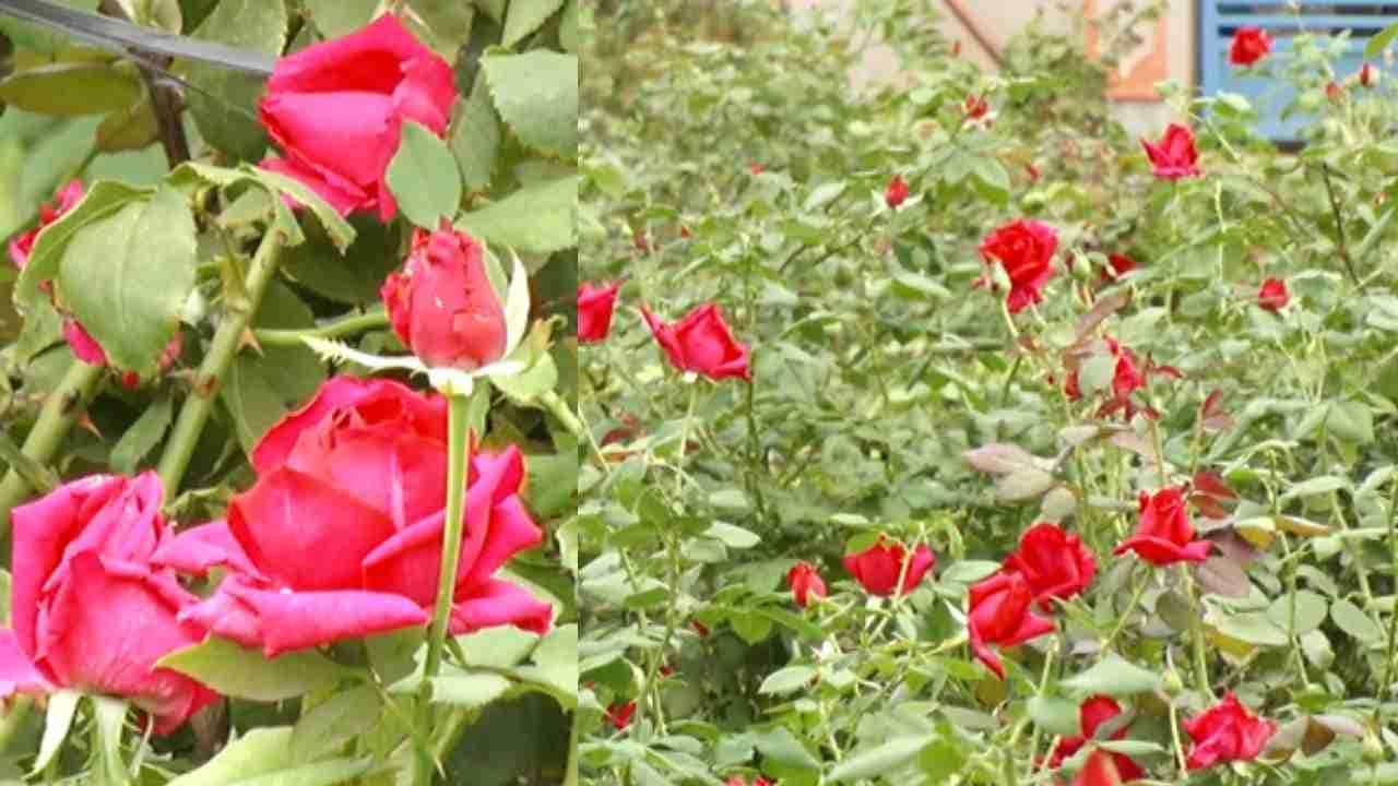 ಮಂಡ್ಯ ಜಿಲ್ಲಾದ್ಯಂತ ಉತ್ತಮ ಮಳೆ, ಅರಳಿ ನಿಂತ ಕೆಂಪು ಸುಂದ್ರಿ ಗುಲಾಬಿ: ರೈತರ ಮೊಗದಲ್ಲಿ ಮಂದಹಾಸ ಮಂಡ್ಯ ಜಿಲ್ಲಾದ್ಯಂತ ಉತ್ತಮ ಮಳೆ, ಅರಳಿ ನಿಂತ ಕೆಂಪು ಸುಂದ್ರಿ ಗುಲಾಬಿ: ರೈತರ ಮೊಗದಲ್ಲಿ ಮಂದಹಾಸ