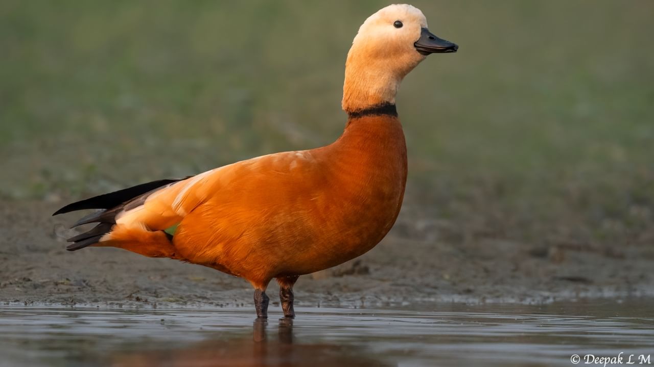 Ruddy Shelduck