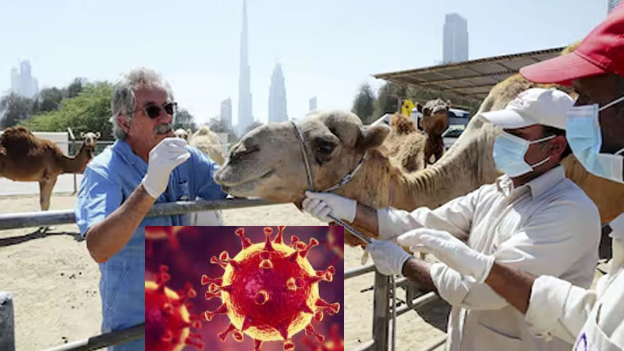 MERS Coronavirus: ಇದ್ಯಾವುದೋ ಕೊರೋನಾ ಮತ್ತೆ ವಕ್ಕರಿಸಿಕೊಂಡಿದೆ, ಸೌದಿ ಒಂಟೆಗಳಿಂದ ಸೋಂಕು ಹರಡುತ್ತಿದೆ, ಏನಿದರ ಲಕ್ಷಣಗಳು? MERS Coronavirus: ಇದ್ಯಾವುದೋ ಕೊರೋನಾ ಮತ್ತೆ ವಕ್ಕರಿಸಿಕೊಂಡಿದೆ, ಸೌದಿ ಒಂಟೆಗಳಿಂದ ಸೋಂಕು ಹರಡುತ್ತಿದೆ, ಏನಿದರ ಲಕ್ಷಣಗಳು?