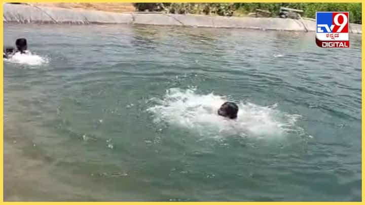 ಕೋಲಾರ: ಈಜಲು ತೆರಳಿದ್ದ ಯುವಕ ಕೃಷಿ ಹೊಂಡದಲ್ಲಿ ಮುಳುಗಿ ಸಾವು, ವಿಡಿಯೋ ಮಾಡಿದ ತಂಗಿ ಕೋಲಾರ: ಈಜಲು ತೆರಳಿದ್ದ ಯುವಕ ಕೃಷಿ ಹೊಂಡದಲ್ಲಿ ಮುಳುಗಿ ಸಾವು, ವಿಡಿಯೋ ಮಾಡಿದ ತಂಗಿ
