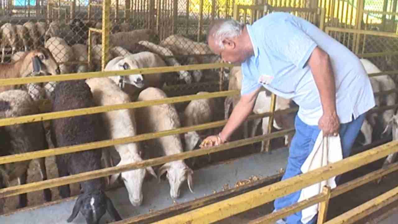 ಕುರಿ ಸಾಕಾಣಿಕೆ ಮೂಲಕ ಬಂಪರ್ ಲಾಭ ಗಳಿಸಿ ಮಾದರಿಯಾದ ಬ್ಯಾಂಕ್ ಉದ್ಯಮಿ: ಆದಾಯವೆಷ್ಟು ಗೊತ್ತಾ? ಕುರಿ ಸಾಕಾಣಿಕೆ ಮೂಲಕ ಬಂಪರ್ ಲಾಭ ಗಳಿಸಿ ಮಾದರಿಯಾದ ಬ್ಯಾಂಕ್ ಉದ್ಯಮಿ: ಆದಾಯವೆಷ್ಟು ಗೊತ್ತಾ?