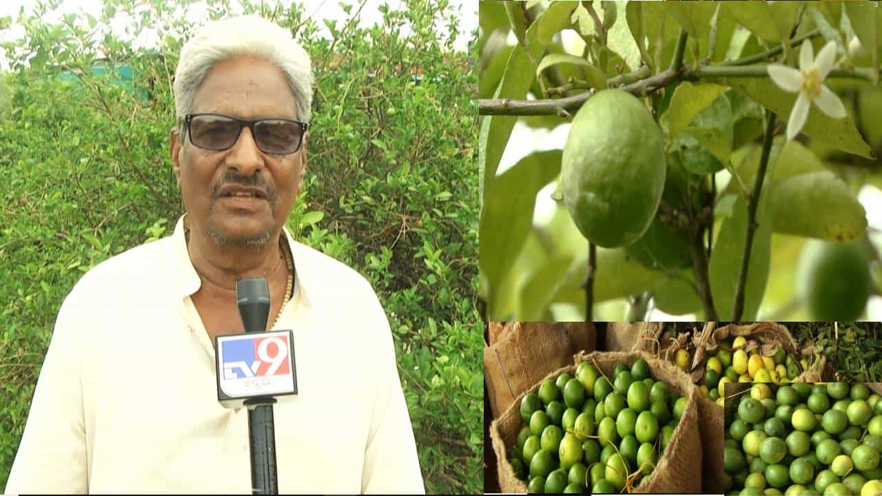ಲಿಂಬೆ ನಾಡು ಎಂದೇ ಹೆಸರುವಾಸಿಯಾದ ವಿಜಯಪುರದಲ್ಲಿ ನಿಂಬೆಹಣ್ಣಿನ ಕರುಣಾಜನಕ ಕಥೆ! ಲಿಂಬೆ ನಾಡು ಎಂದೇ ಹೆಸರುವಾಸಿಯಾದ ವಿಜಯಪುರದಲ್ಲಿ ನಿಂಬೆಹಣ್ಣಿನ ಕರುಣಾಜನಕ ಕಥೆ!