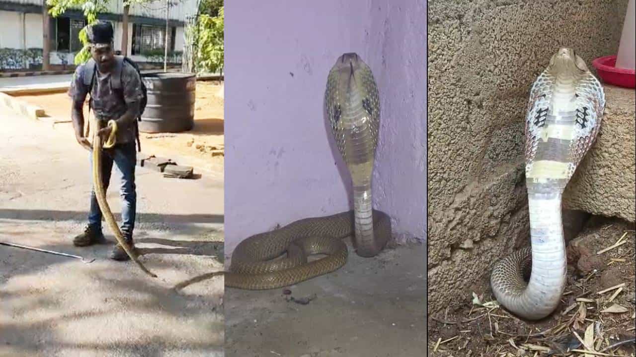 ಬಿಸಿಲ ಧಗೆಗೆ ಹೊರಬಂದ ಹಾವುಗಳು; ಒಂದೇ ದಿನ 12 ಸರ್ಪಗಳ ರಕ್ಷಣೆ ಬಿಸಿಲ ಧಗೆಗೆ ಹೊರಬಂದ ಹಾವುಗಳು; ಒಂದೇ ದಿನ 12 ಸರ್ಪಗಳ ರಕ್ಷಣೆ