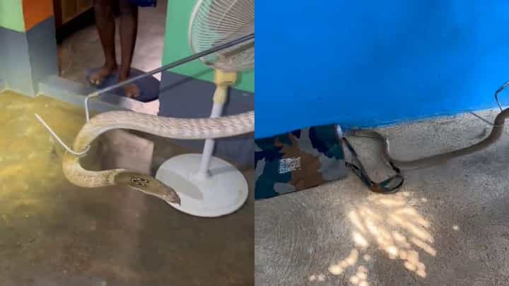 ತುಮಕೂರು: ಹಂಡೆಯೊಳಗಿದ್ದ ನಾಗರಹಾವು ರಕ್ಷಣೆ, ನಿಟ್ಟುಸಿರುಬಿಟ್ಟ ಮನೆಯವರು ತುಮಕೂರು: ಹಂಡೆಯೊಳಗಿದ್ದ ನಾಗರಹಾವು ರಕ್ಷಣೆ, ನಿಟ್ಟುಸಿರುಬಿಟ್ಟ ಮನೆಯವರು