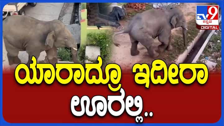 ಚಿಕ್ಕಮಗಳೂರಿನ ತೇಗೂರಲ್ಲಿ ಬೆಳ್ಳಂಬೆಳಗ್ಗೆ ಸಲಗ ಕಂಡು ಗ್ರಾಮಸ್ಥರಲ್ಲಿ ಭೀತಿ, ಕಾಡಿಗಟ್ಟಲು ಅರಣ್ಯ ಸಿಬ್ಬಂದಿ ಹರಸಾಹಸ ಚಿಕ್ಕಮಗಳೂರಿನ ತೇಗೂರಲ್ಲಿ ಬೆಳ್ಳಂಬೆಳಗ್ಗೆ ಸಲಗ ಕಂಡು ಗ್ರಾಮಸ್ಥರಲ್ಲಿ ಭೀತಿ, ಕಾಡಿಗಟ್ಟಲು ಅರಣ್ಯ ಸಿಬ್ಬಂದಿ ಹರಸಾಹಸ