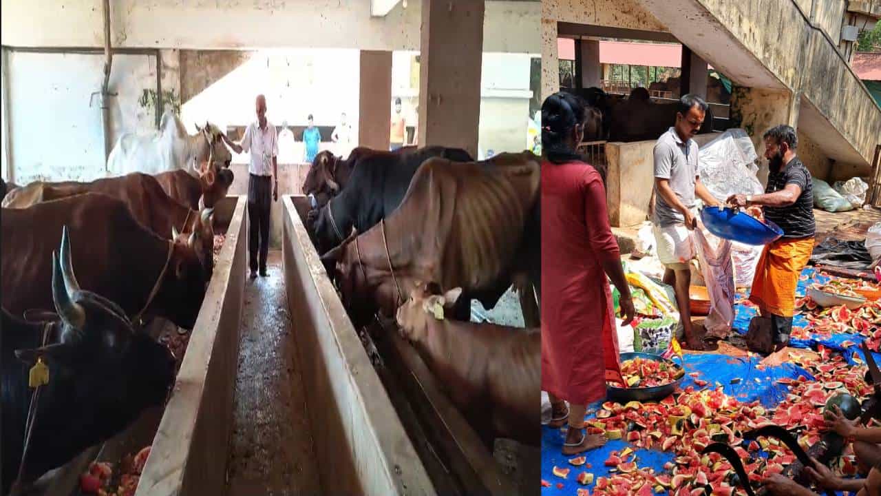ಬಿಸಿಲಿಗೆ ಬಳಲಿದ್ದ ಗೋಶಾಲೆಯ ಗೋವುಗಳಿವೆ 3 ಸಾವಿರ ಕೆ.ಜಿ ಕಲ್ಲಂಗಡಿ ಕೊಟ್ಟು ಖುಷಿಪಟ್ಟ ಯುವಕರ ತಂಡ ಬಿಸಿಲಿಗೆ ಬಳಲಿದ್ದ ಗೋಶಾಲೆಯ ಗೋವುಗಳಿವೆ 3 ಸಾವಿರ ಕೆ.ಜಿ ಕಲ್ಲಂಗಡಿ ಕೊಟ್ಟು ಖುಷಿಪಟ್ಟ ಯುವಕರ ತಂಡ