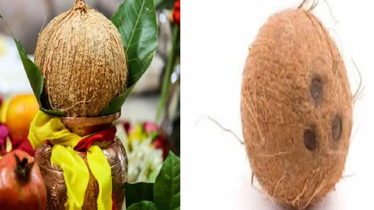 ಬಲಿ ನೀಡುವುದನ್ನು ನಿಲ್ಲಿಸಲು ತೆಂಗಿನಕಾಯಿಯ ಬಳಕೆ! ಕೊಬ್ಬರಿ ಕಾಯಿಗೆ ಮೂರು ಕಣ್ಣುಗಳು ಏಕೆ? ಬಲಿ ನೀಡುವುದನ್ನು ನಿಲ್ಲಿಸಲು ತೆಂಗಿನಕಾಯಿಯ ಬಳಕೆ! ಕೊಬ್ಬರಿ ಕಾಯಿಗೆ ಮೂರು ಕಣ್ಣುಗಳು ಏಕೆ?