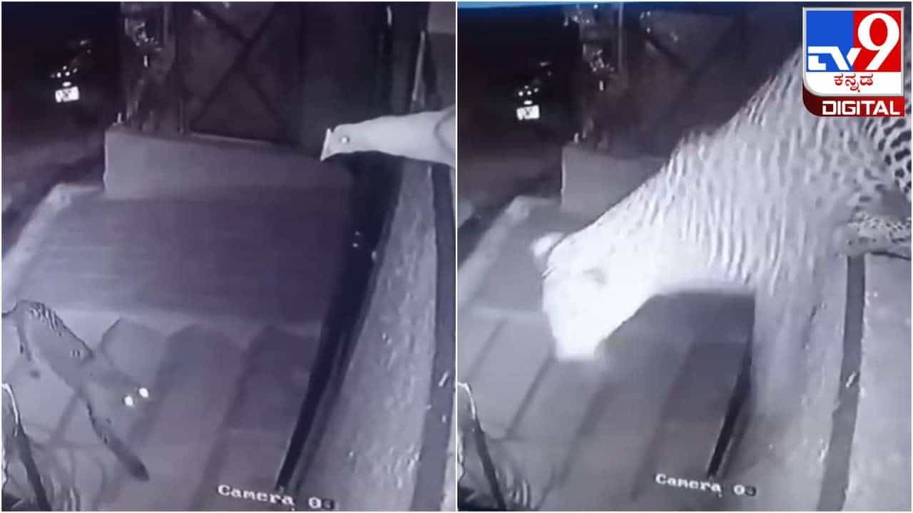 Viral Video: 10 ಅಡಿ ಎತ್ತರದ ಮನೆಯ ಗೋಡೆ ಮೇಲೆ ಜಿಗಿದು ಕೋಳಿಯನ್ನು ಬೇಟೆಯಾಡಿದ ಚಿರತೆ, ಸಿಸಿಟಿವಿಯಲ್ಲಿ ಸೆರೆ