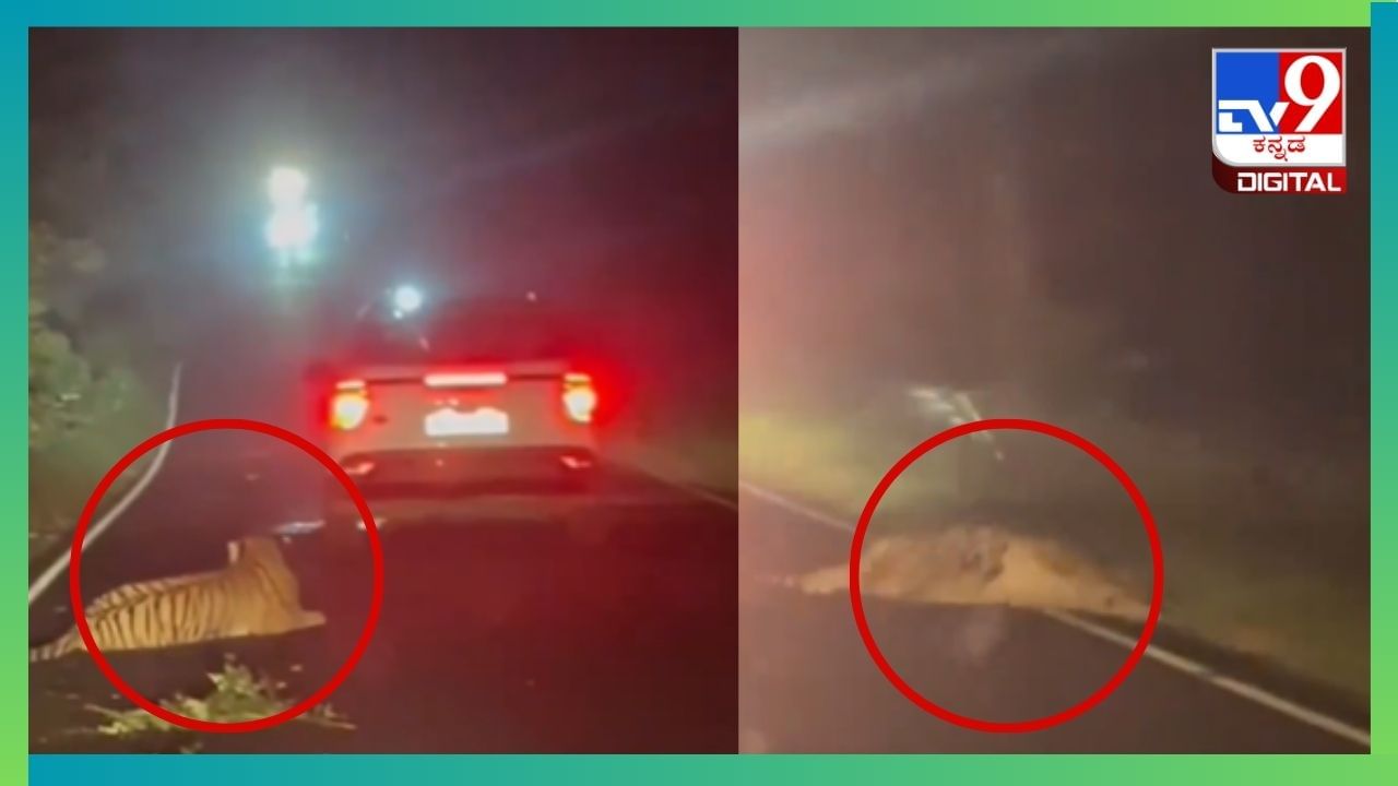 Viral Video: ಹೆದ್ದಾರಿ ದಾಟುತ್ತಿದ್ದಾಗ ಹುಲಿಗೆ ಡಿಕ್ಕಿ ಹೊಡೆದ ಟ್ರಕ್, ರಸ್ತೆಯಲ್ಲಿ ನರಳಿ ಹುಲಿ ಸಾವು Viral Video: ಹೆದ್ದಾರಿ ದಾಟುತ್ತಿದ್ದಾಗ ಹುಲಿಗೆ ಡಿಕ್ಕಿ ಹೊಡೆದ ಟ್ರಕ್, ರಸ್ತೆಯಲ್ಲಿ ನರಳಿ ಹುಲಿ ಸಾವು