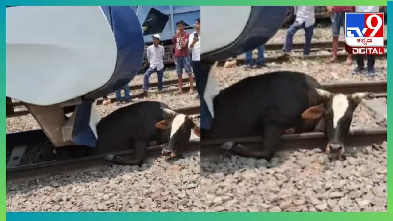 Viral Video: ವಂದೇ ಭಾರತ್ ಎಕ್ಸ್ಪ್ರೆಸ್ ರೈಲಿನಡಿ ಸಿಲುಕಿದ ಗೋಮಾತೆ ಬದುಕಿ ಬಂದದ್ದೇ ರೋಚಕ Viral Video: ವಂದೇ ಭಾರತ್ ಎಕ್ಸ್ಪ್ರೆಸ್ ರೈಲಿನಡಿ ಸಿಲುಕಿದ ಗೋಮಾತೆ ಬದುಕಿ ಬಂದದ್ದೇ ರೋಚಕ