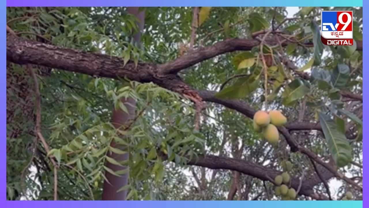 Viral Video: ಅರೇ ಇದೆಂಥಾ ಅಚ್ಚರಿ... ಬೇವಿನ ಮರದಲ್ಲಿ ಮಾವಿನ ಹಣ್ಣು Viral Video: ಅರೇ ಇದೆಂಥಾ ಅಚ್ಚರಿ... ಬೇವಿನ ಮರದಲ್ಲಿ ಮಾವಿನ ಹಣ್ಣು