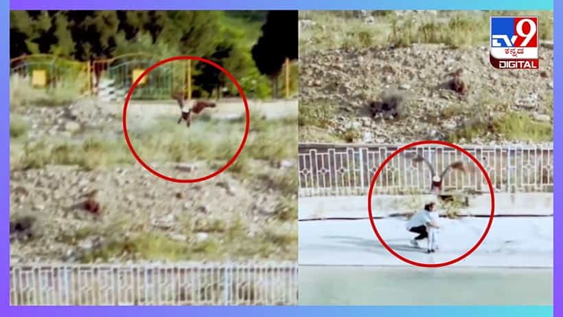 Viral Video: ಮಗುವಿನ ಮೇಲೆ ಅಟ್ಯಾಕ್ ಮಾಡಲು ಬಂದ ದೈತ್ಯ ಹದ್ದು, ಸ್ವಲ್ಪದರಲ್ಲಿ ಪಾರಾದ ಕಂದಮ್ಮ