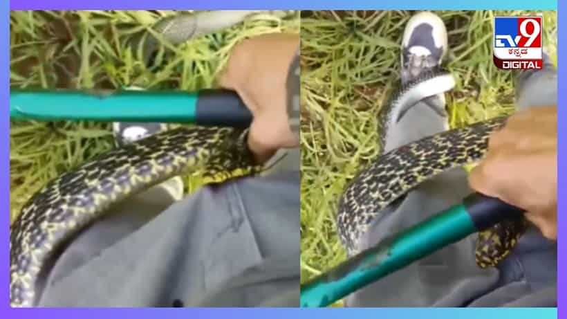Viral Video: ಗುಪ್ತಾಂಗವನ್ನು ಕಚ್ಚಿ ಹಿಡಿದ ಹಾವು; ಹಾವಿನಿಂದ ಬಿಡಿಸಿಕೊಳ್ಳಲು ಪರದಾಡಿದ ವ್ಯಕ್ತಿ