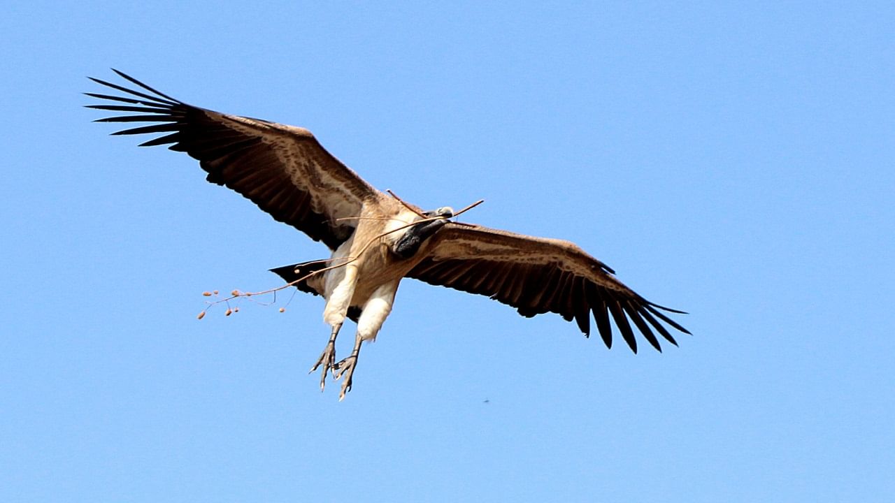 How much you know about Vulture Sanctuary of ramanagara why Vulture seen rare