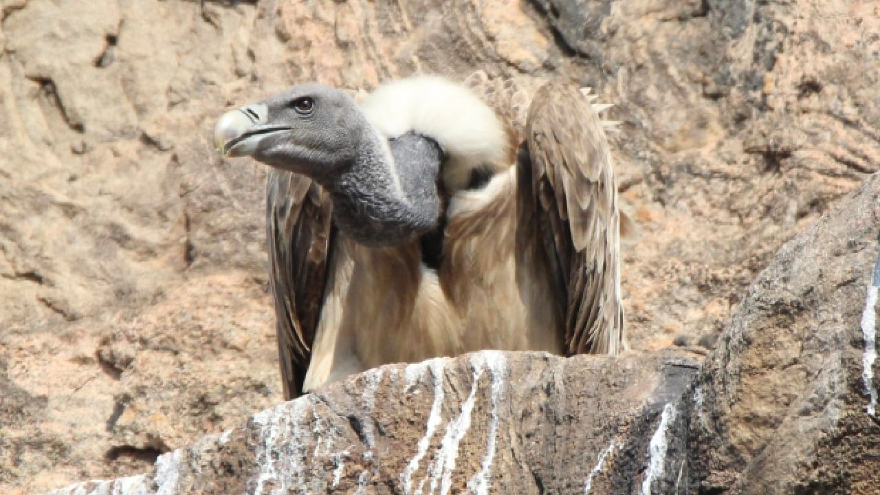 How much you know about Vulture Sanctuary of ramanagara why Vulture seen rare