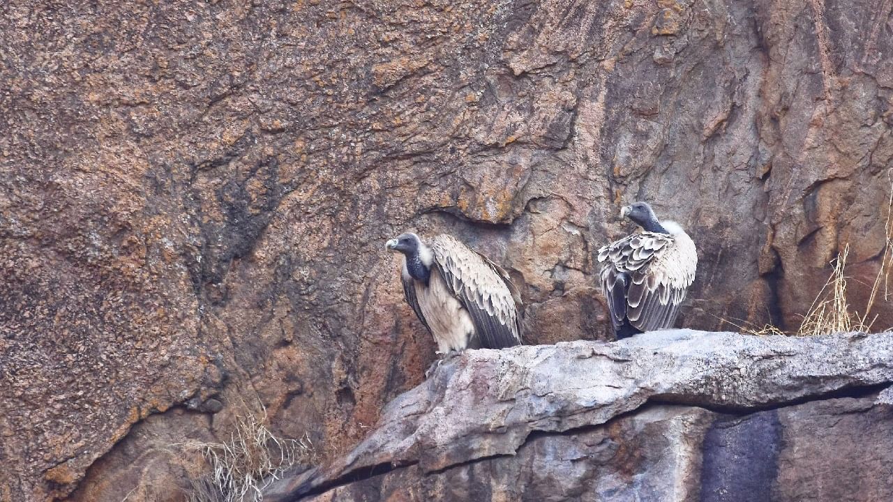 How much you know about Vulture Sanctuary of ramanagara why Vulture seen rare