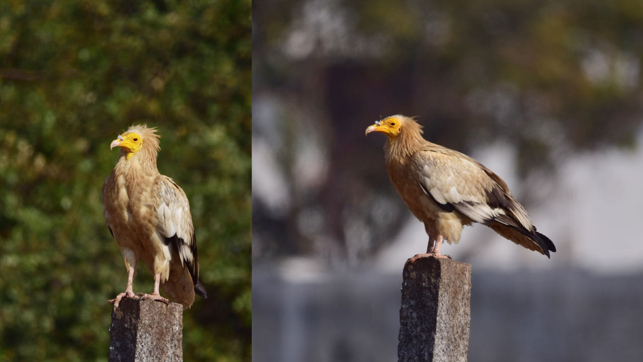 How much you know about Vulture Sanctuary of ramanagara why Vulture seen rare