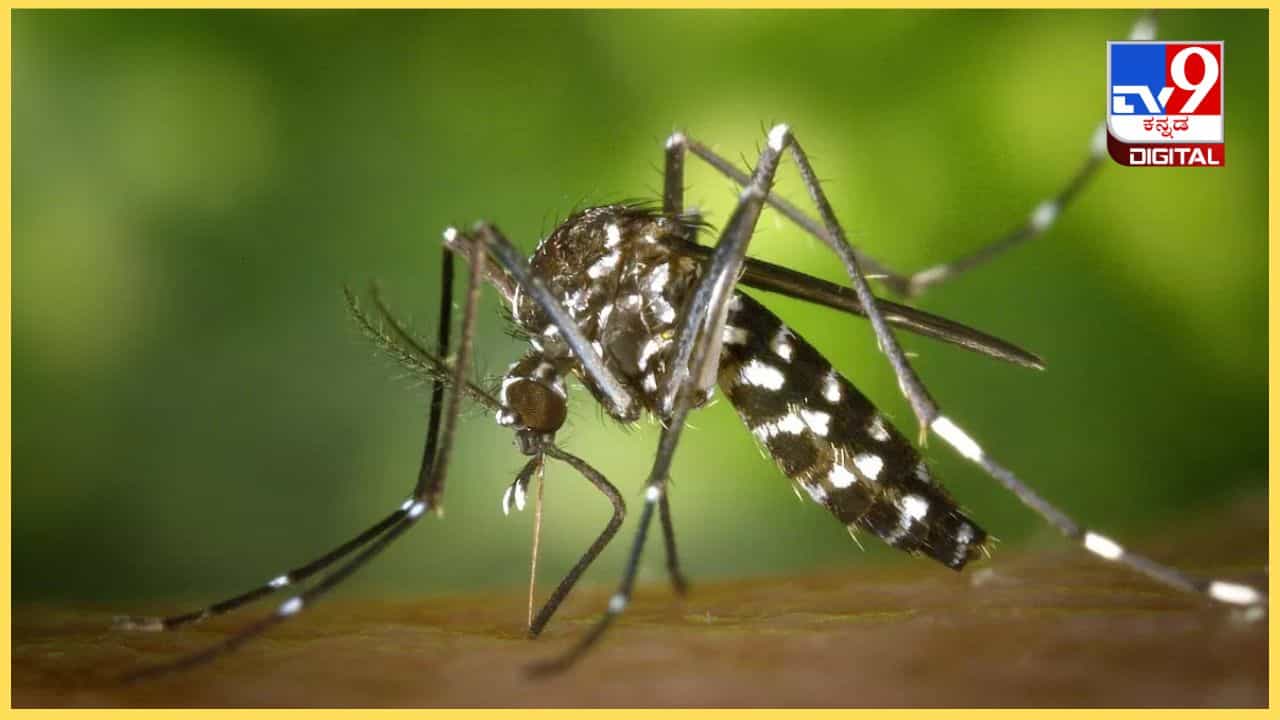 West Nile Fever: ಕ್ಯೂಲೆಕ್ಸ್ ಸೊಳ್ಳೆಗಳಿಂದ ಬೆಂಗಳೂರಿಗೂ ವೆಸ್ಟ್ ನೈಲ್ ಜ್ವರದ ಆತಂಕ West Nile Fever: ಕ್ಯೂಲೆಕ್ಸ್ ಸೊಳ್ಳೆಗಳಿಂದ ಬೆಂಗಳೂರಿಗೂ ವೆಸ್ಟ್ ನೈಲ್ ಜ್ವರದ ಆತಂಕ