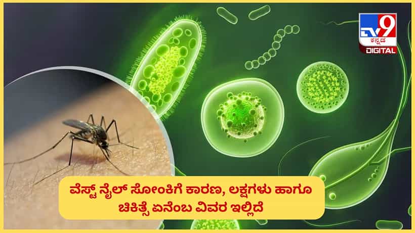 West Nile Fever: ಕೇರಳದಲ್ಲಿ ಹೆಚ್ಚುತ್ತಿದೆ ವೆಸ್ಟ್ ನೈಲ್ ಜ್ವರ, ಮೈಸೂರಿನಲ್ಲಿ ಹೆಚ್ಚಿದ ಆತಂಕ