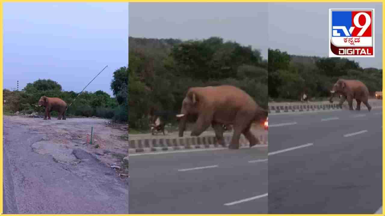 ಹೊಸೂರು ಬೆಂಗಳೂರು ಹೆದ್ದಾರಿಯಲ್ಲಿ ಒಂಟಿ ಸಲಗ ವಾಕಿಂಗ್: ವಿಡಿಯೋ ನೋಡಿ