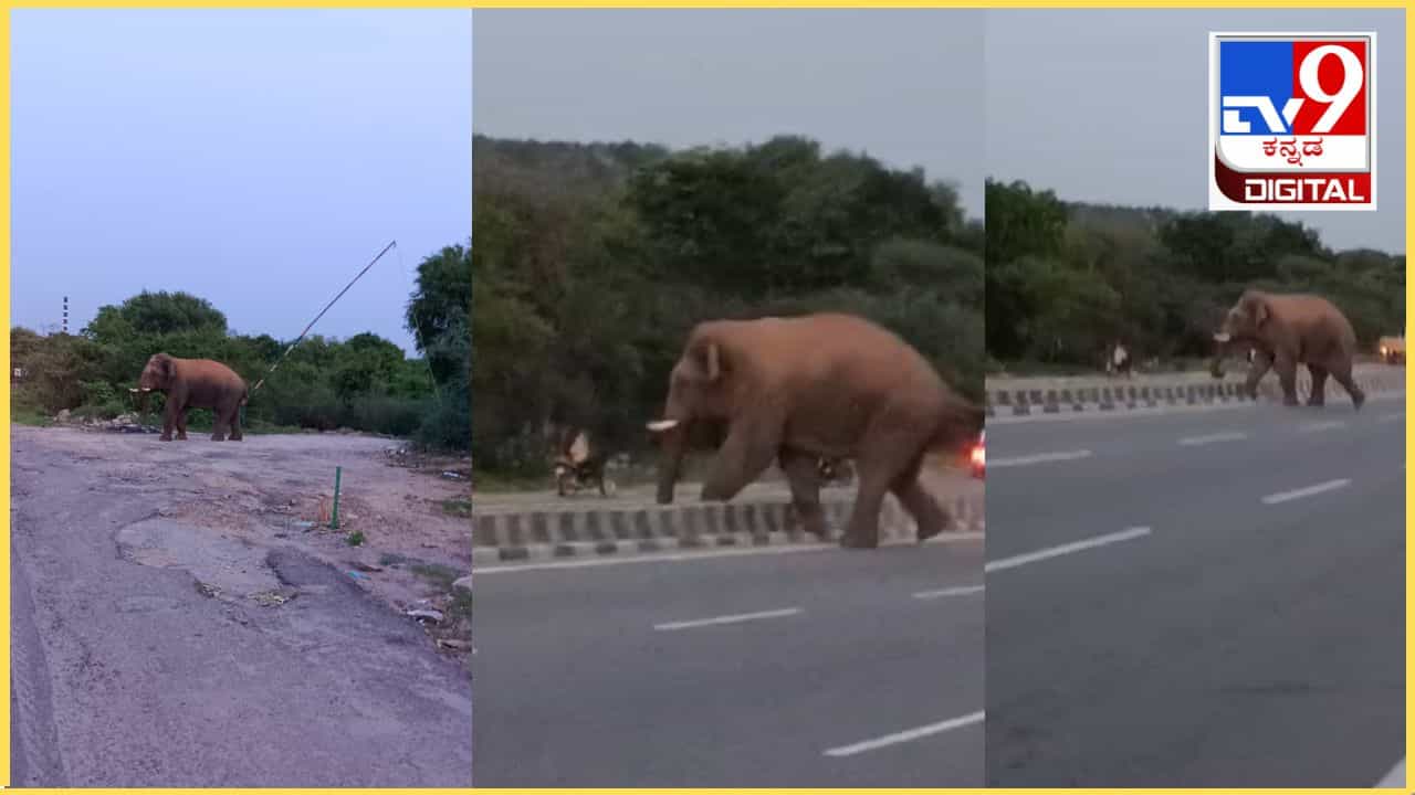 ಹೊಸೂರು ಬೆಂಗಳೂರು ಹೆದ್ದಾರಿಯಲ್ಲಿ ಒಂಟಿ ಸಲಗ ವಾಕಿಂಗ್: ವಿಡಿಯೋ ನೋಡಿ ಹೊಸೂರು ಬೆಂಗಳೂರು ಹೆದ್ದಾರಿಯಲ್ಲಿ ಒಂಟಿ ಸಲಗ ವಾಕಿಂಗ್: ವಿಡಿಯೋ ನೋಡಿ