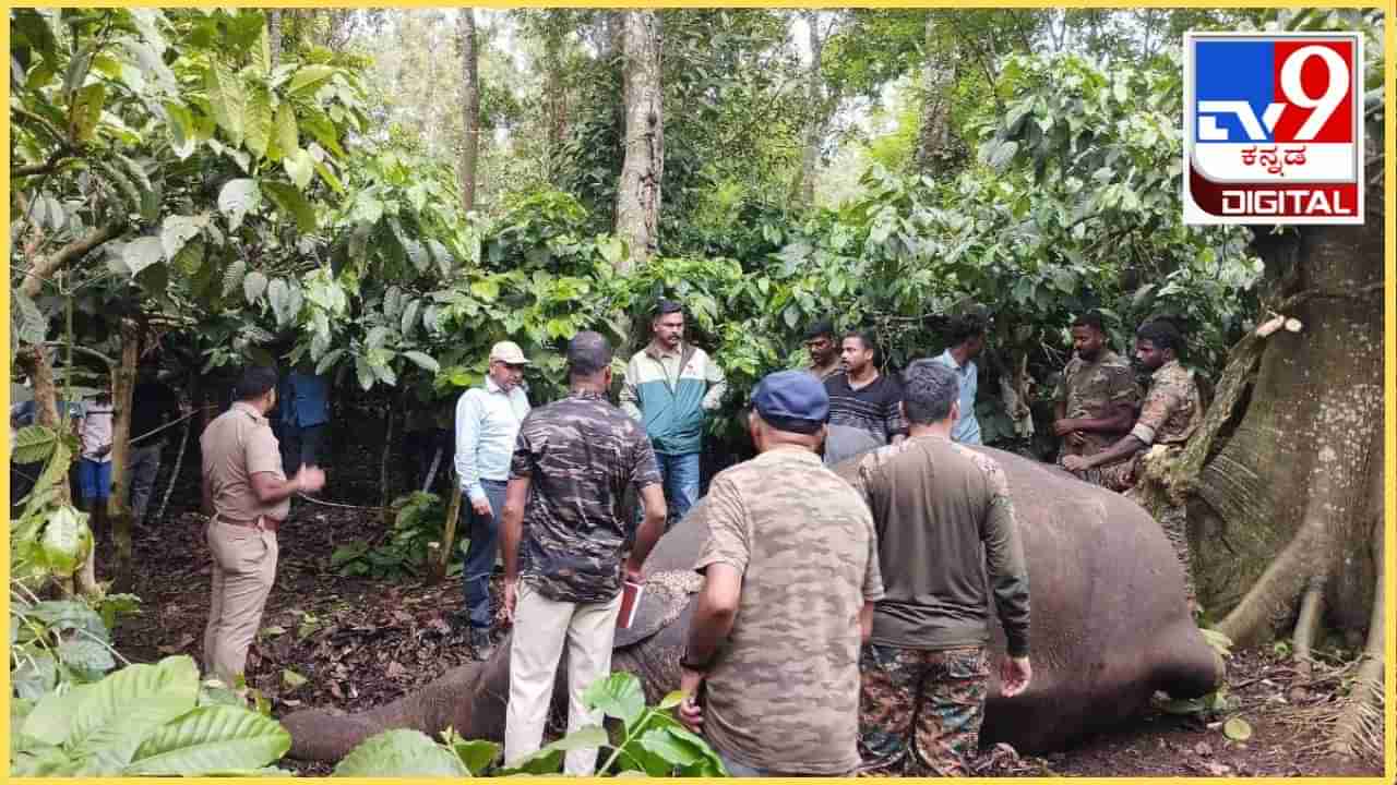 ವಿರಾಜಪೇಟೆ: ಹುಲಿ ದಾಳಿಗೆ ವಿದೇಶಿ ನಾಯಿಗಳು ಬಲಿ, ಕಾಫಿ ತೋಟದಲ್ಲಿ ಕಾಡಾನೆ ಕಳೇಬರ ಪತ್ತೆ