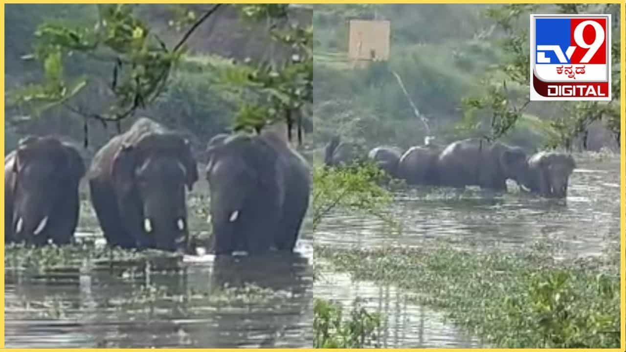 ಬೆಳ್ಳಂಬೆಳಗ್ಗೆಯೇ ಮದ್ದೂರಿನಲ್ಲಿ ಪ್ರತ್ಯಕ್ಷವಾದ ಕಾಡಾನೆ ಹಿಂಡು: ವಿಡಿಯೋ ನೋಡಿ ಬೆಳ್ಳಂಬೆಳಗ್ಗೆಯೇ ಮದ್ದೂರಿನಲ್ಲಿ ಪ್ರತ್ಯಕ್ಷವಾದ ಕಾಡಾನೆ ಹಿಂಡು: ವಿಡಿಯೋ ನೋಡಿ