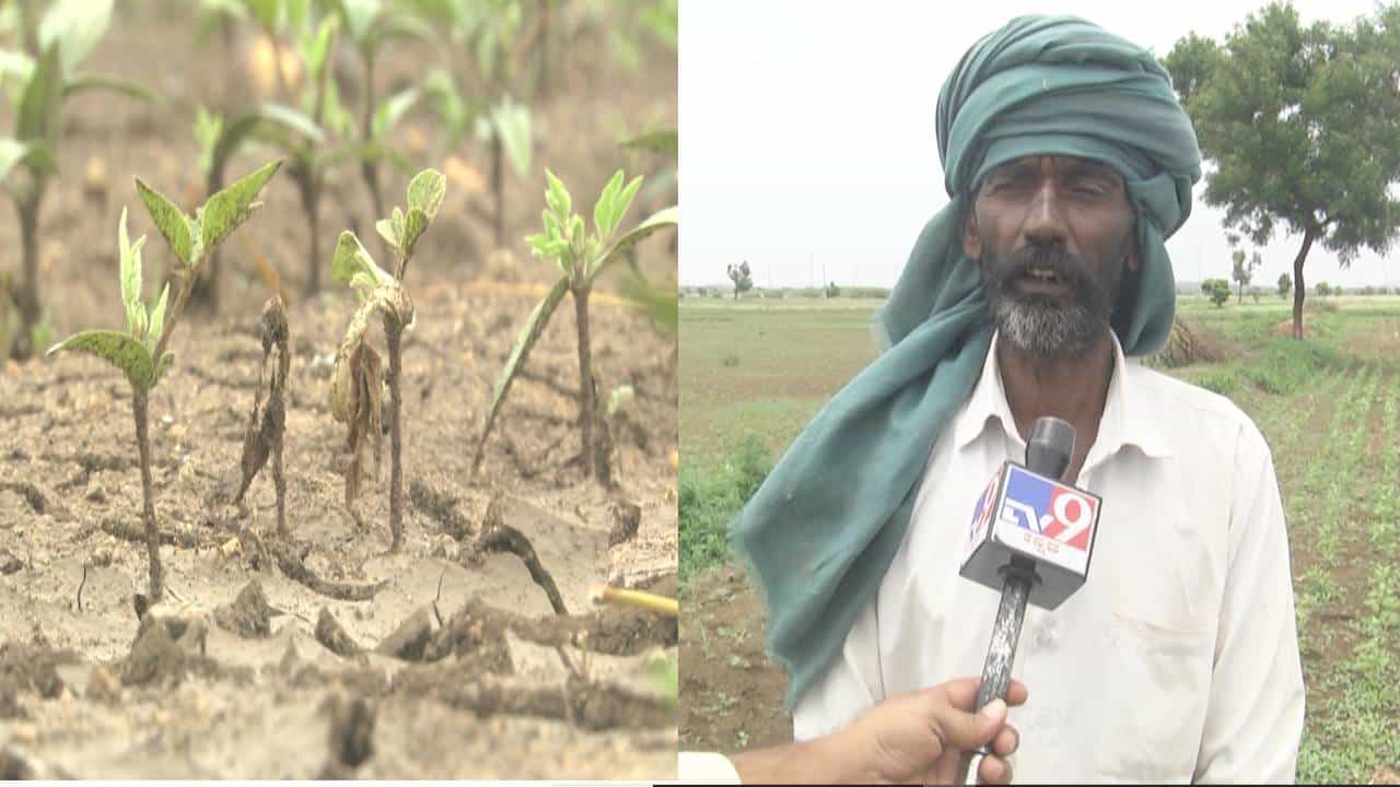 ಮುಂಗಾರು ಮಳೆಗೆ ಸಂಪೂರ್ಣ ನೆಲಕಚ್ಚಿದ ಹೆಸರು ಬೆಳೆ; ಕಣ್ಣೀರಿನಲ್ಲಿ ರೈತ
