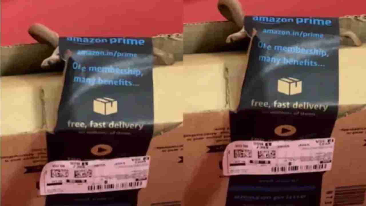 ಅಮೇಜಾನ್‌ ಪಾರ್ಸೆಲ್​​ನಲ್ಲಿ ಬಂದ ನಾಗಪ್ಪ, ಬುಸುಗುಟ್ಟುತ್ತಿರುವ ಹಾವು ಕಂಡು ಬೆಚ್ಚಿಬಿದ್ದ ದಂಪತಿ