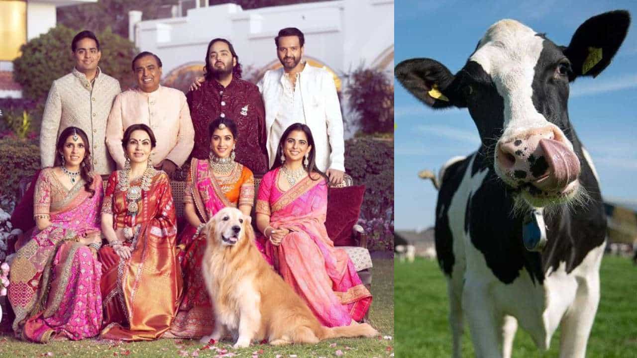 ಅಂಬಾನಿ ಕುಟುಂಬದ ಸದಸ್ಯರು ಕುಡಿಯುವ 1 ಲೀ. ಹಾಲಿನ ಬೆಲೆ 152 ರೂ. ;ಯಾಕಿಷ್ಟು ದುಬಾರಿ ಗೊತ್ತಾ?