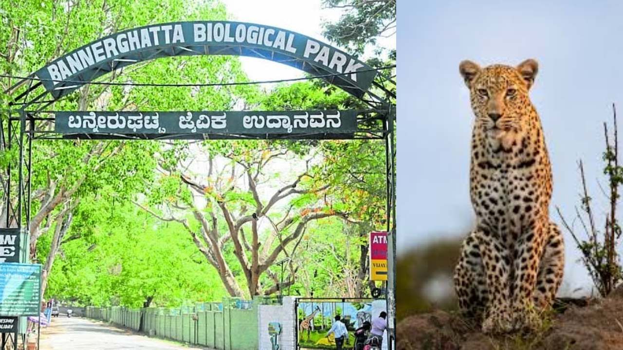 ಸಫಾರಿ ಹೋಗುವವರಿಗೆ ಗುಡ್ನ್ಯೂಸ್: ಸಿಂಹ, ಹುಲಿ ಜೊತೆಗೆ ಬನ್ನೇರುಘಟ್ಟದಲ್ಲಿ ಚಿರತೆ ಸಫಾರಿ ಆರಂಭ ಸಫಾರಿ ಹೋಗುವವರಿಗೆ ಗುಡ್ನ್ಯೂಸ್: ಸಿಂಹ, ಹುಲಿ ಜೊತೆಗೆ ಬನ್ನೇರುಘಟ್ಟದಲ್ಲಿ ಚಿರತೆ ಸಫಾರಿ ಆರಂಭ