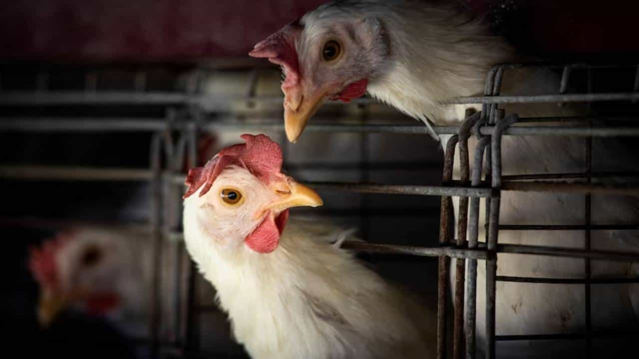 Bird Flu: ಭಾರತದಲ್ಲಿ 5 ವರ್ಷಗಳ ಬಳಿಕ ಮಾನವನಲ್ಲಿ ಪತ್ತೆಯಾಯ್ತು ಹಕ್ಕಿಜ್ವರ, ಇದು ಎರಡನೇ ಪ್ರಕರಣ Bird Flu: ಭಾರತದಲ್ಲಿ 5 ವರ್ಷಗಳ ಬಳಿಕ ಮಾನವನಲ್ಲಿ ಪತ್ತೆಯಾಯ್ತು ಹಕ್ಕಿಜ್ವರ, ಇದು ಎರಡನೇ ಪ್ರಕರಣ