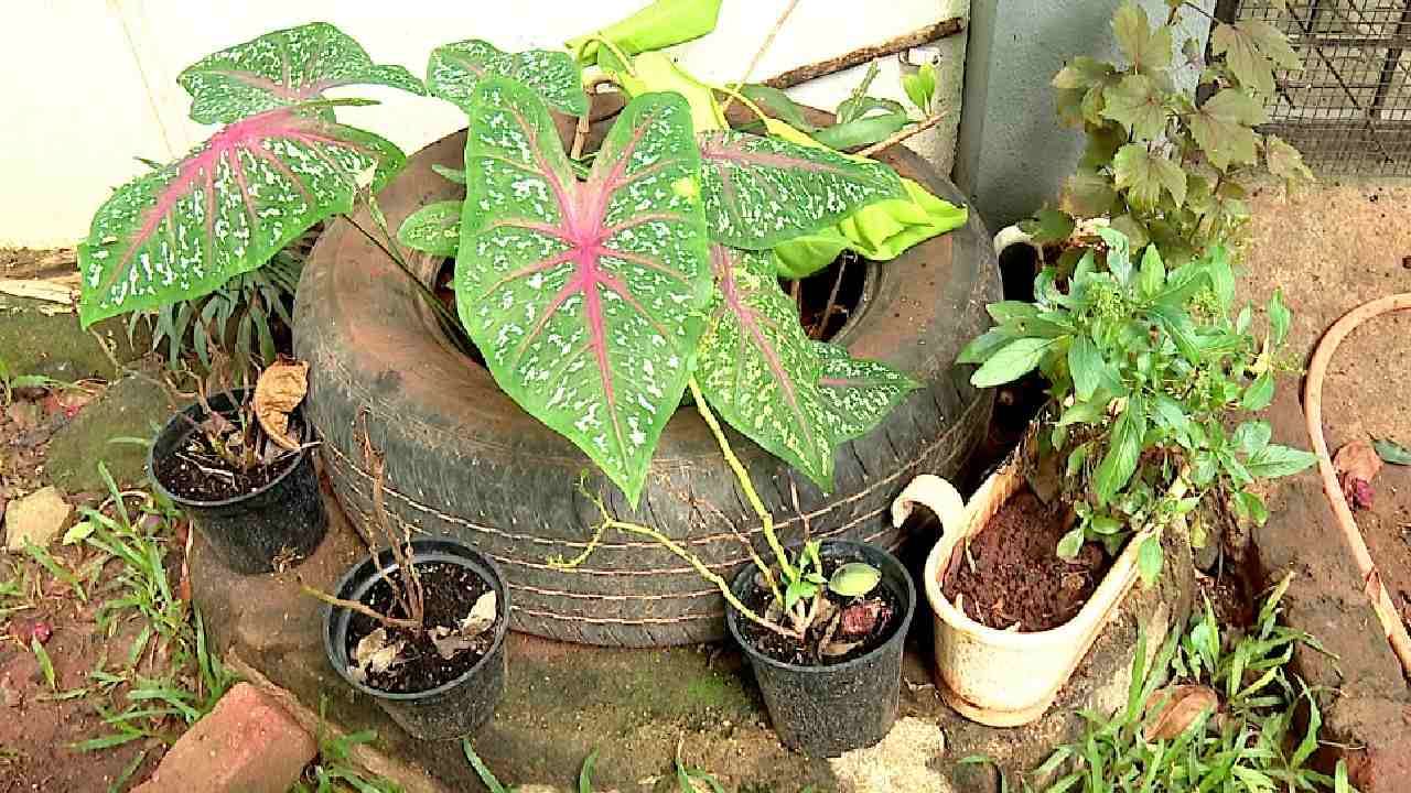 An environmental lover turns his house to park of more than 250 species of plants bengaluru kannada news